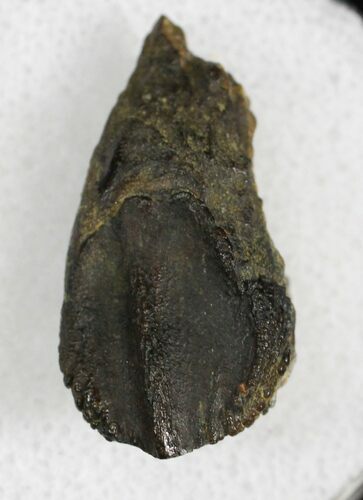 Triceratops Tooth - Minimal Wear #27923